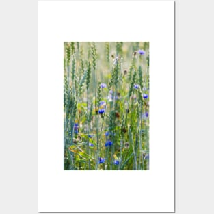 Cornflowers in a wheat field Posters and Art